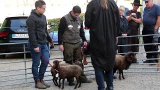 Pölzig 2023 Germany  Ouessant sheep exhibition [upl. by Esbenshade]