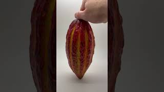 Cacao pod from Ecuador cocoa chocolate Ecuador vegan darkchocolate stroud [upl. by Wendell]