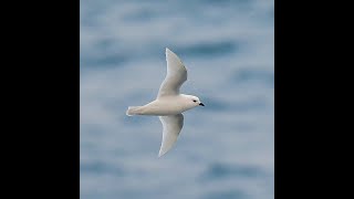 Snow Petrel Bird Island South Georgia July 2021 [upl. by Conn518]