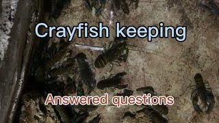 Basic Crayfish keeping [upl. by Gnouhp]