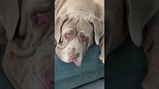 Arrugas the Neapolitan Mastiff has learned a valuable life lesson mastiff dog doglife [upl. by Sneed762]