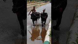 Kambala kambula trending today training [upl. by Hieronymus502]