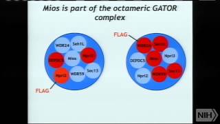 Regulation of growth by the mTOR pathway [upl. by Lien]