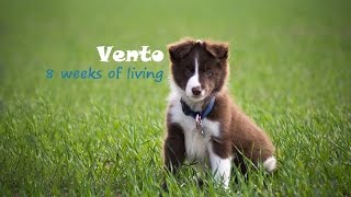 8 weeks border collie puppy Vento [upl. by Odnaloy826]