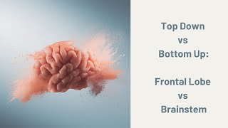 Top Down vs Bottom Up  Frontal Lobe amp Brainstem [upl. by Annelg]