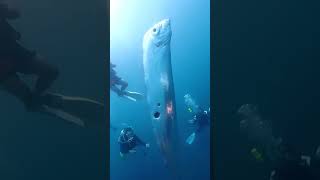 Whats Behind the Mysterious Oarfish Sightings in Taiwan [upl. by Sivrup528]