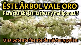 Éste árbol vale oro para tus ABEJAS MELIPONAS [upl. by Miett444]