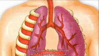 The Respiratory System [upl. by Inah]