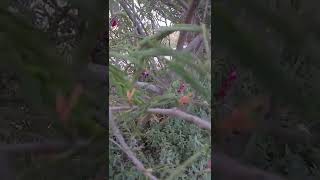 Shikakai Tree  Senegalia rugata  spiny climbing shrub  Organic Farm  Engineer Ka Bagh gardening [upl. by Auqemahs941]