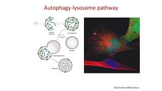 Autophagy and Neurodegeneration Autophagylysosome Pathway in Neurodegenerative Disease [upl. by Gardel]