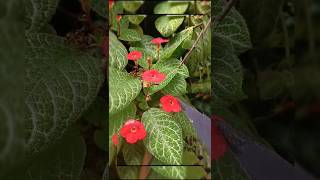 Episcia cupreata [upl. by Iamhaj]