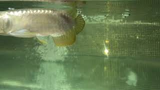 Arowana Malaysian Golden CrossBack 5inc Start TanningF2 [upl. by Avruch914]