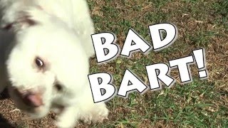 Bad Bart The Dog [upl. by Crim15]