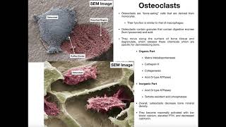 Physiology of the Osteoclast [upl. by Sweeney272]