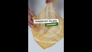 Experimente für zuhause – Färben mit Pilzen [upl. by Major]