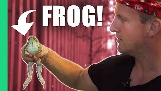 Eating frog in Vietnam [upl. by Waldron]