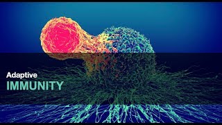 122Cell amp Antibody Mediated Immunity [upl. by Eitsyrhc]