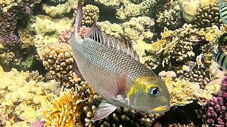 Bigeye emperor Monotaxis grandoculis humpnose bigeye bream bigeye barenose bigeye bream 4K [upl. by Vladi84]