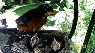 Baby Robins from hatching to leaving the nest [upl. by Waldos828]