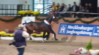 wwwreitschulesandbrinkde Premium Stallion Uccello  Contendro I Dressage [upl. by Alesandrini314]