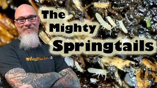 All about Springtails Their benefits and how to culture them easily yourself [upl. by Seravaj993]