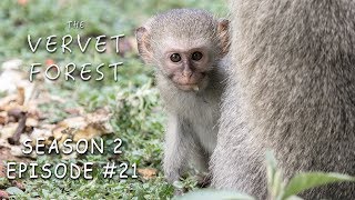 Blind Monkey Bell Meets Foster Mom  Vera Moves to Skrow Troop  Vervet Forest  S2 Ep21 [upl. by Einama]