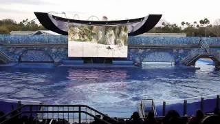 Believe Shamu show in Shamu Stadium at SeaWorld Orlando  Highlights [upl. by Marylynne2]