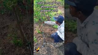 dalimb cutting  call for cutting in yeola Nashik [upl. by Arahsak]