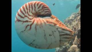 The Chambered Nautilus [upl. by Glynas]