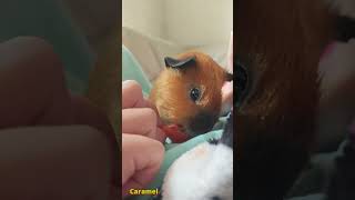 Guinea pig Caramel snacking cherry tomato 🍅 cuteanimals cute pets guineapig petsvlog animals [upl. by Barhos]