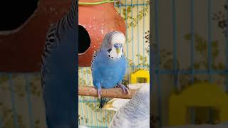 Happy budgie chirping sounds rbnbirds budgieslife parakeet pets birds shorts [upl. by Odnala]