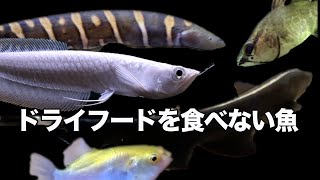 上級者 向け 熱帯魚 と 餌 トゲウナギ 淡水フグ ナイフフィッシュ エレファントノーズ [upl. by Labanna]