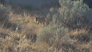 Roswell gun shop hosting coyote hunt [upl. by Honna725]