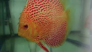 Albino Leopard Snakeskin Discus Fish Breeding Pair ALSS [upl. by Elli]