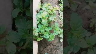 Podina spearmintHome vegetables spearmint podina nature [upl. by Augusta]