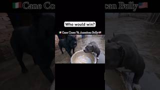 American Bully vs Cane Corso Who wins [upl. by Dyana259]