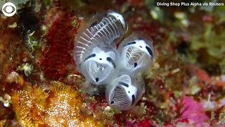 New species skeleton panda sea squirt discovered in Japan [upl. by Santoro]