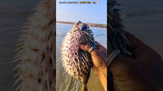 Rescue Mission The Incredible Journey of a Saved Puffer Fish saveing fishing pufferfish [upl. by Underwood]