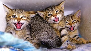 5 Angry Kittens Hiss at Me And The Mom Cat Tries to Calm Them Down  Angry Cats  Lucky Paws [upl. by Fillander]