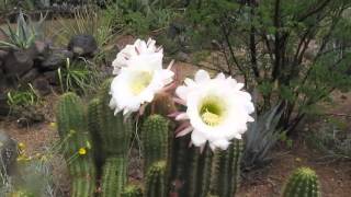 Plant Traveller Echinopsis candicans cactus [upl. by Sugden]