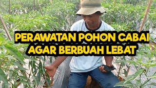 CARA PETANI MERAWAT KEBUN CABAINYA [upl. by Noseaj]