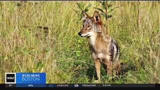 Stoughton woman says she was trapped in car by coyote [upl. by Rains]