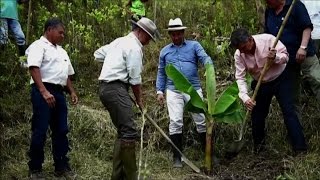 Colombia piantagioni di frutta al posto della coca [upl. by Anabella]