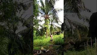 Skill Dewa Panen Sawit Pakai Egrek Pokok Tinggi [upl. by Sutsugua]