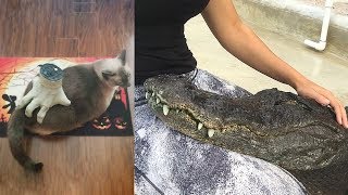 Ozzy Man Reviews Animals Relaxing [upl. by Jarrod]