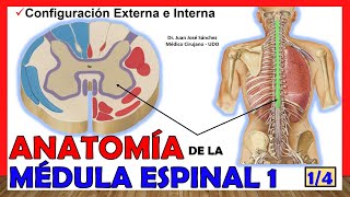 🥇 MÉDULA ESPINAL 14  Configuración Externa e Interna Anatomía ¡Explicación fácil [upl. by Nerte]