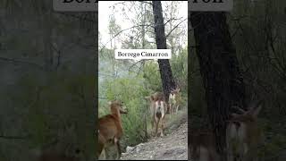 Borrego Cimarron animals mexico curiosidades suscribeteanuestrocanal wildlife [upl. by Neyu]