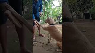 dogs malayalam short video [upl. by Coriss]