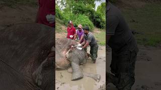 𝙏𝙝𝙚 𝙖𝙩𝙩𝙚𝙢𝙥𝙩 𝙩𝙤 𝙧𝙚𝙨𝙘𝙪𝙚 𝙖 𝙡𝙞𝙛𝙚😢😢 elephante animals viralvideo nature wildlife [upl. by Etty]