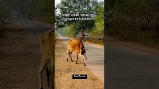 Save the cow 🐄😢 cow save shortvideo shorts [upl. by Lower]